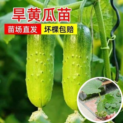 正宗水果旱黄瓜高产青瓜刺黄瓜水黄瓜黄瓜苗带土大苗基地直发