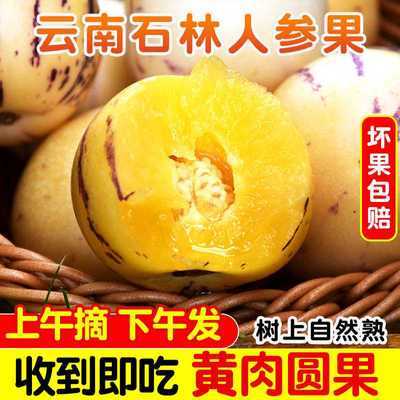 【甜哭了】云南石林树上熟人参果圆果黄肉香甜新鲜应季孕妇水果