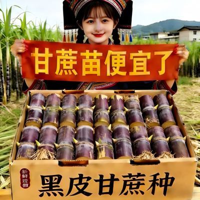 正宗广西云南黄金甘蔗薄皮南北易种批发