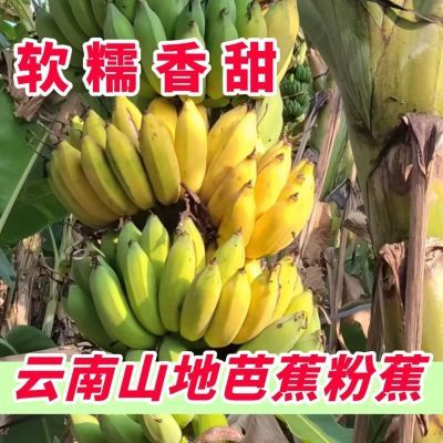 正宗云南高山芭蕉粉蕉应季新鲜水果青皮整箱粉蕉当季薄皮芭蕉
