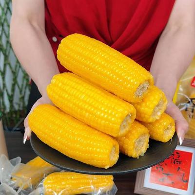 【辛家裕】正宗内蒙玉米新鲜糯玉米棒四-八只装玉米代餐甜糯粘糯优惠商品图片