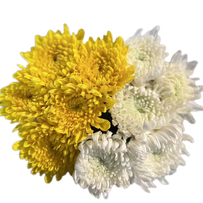 1新鲜黄菊花菊花优质鲜花白菊鲜切花广州基地直发批黄菊