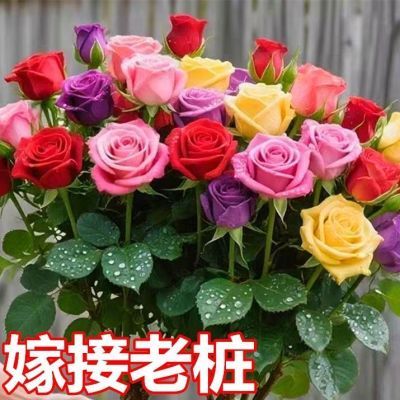 多色嫁接玫瑰老桩大花月季花苗四季开花阳台花卉盆栽净化空气