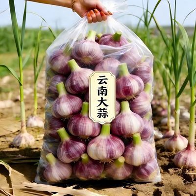 【超便宜】云南新鲜大蒜头现挖新蒜大蒜批发当季紫红皮糖醋湿蒜
