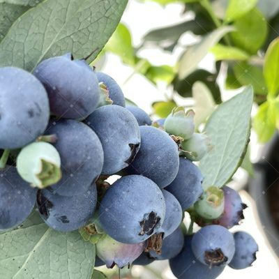 云南花香蓝莓新鲜脆甜多汁时令新鲜蓝莓带盒孕妇宝宝辅食蓝莓新鲜