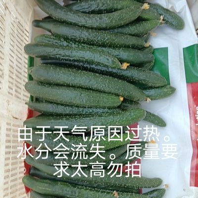 黄瓜新鲜现摘现发青瓜黄瓜食堂专用,一整箱′
