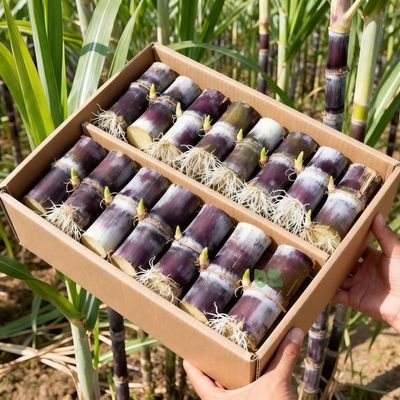 正宗广西云南黄金甘蔗薄皮南北易种批发