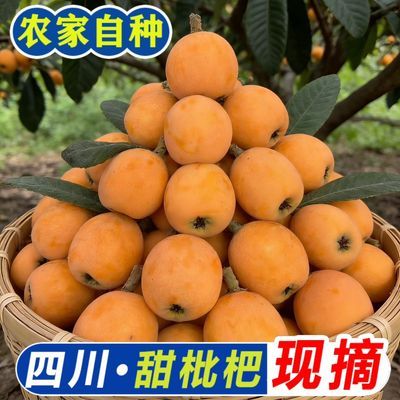 【鲜美范】枇杷四川新鲜水果大五星枇杷当季米易枇杷果净重2/3斤