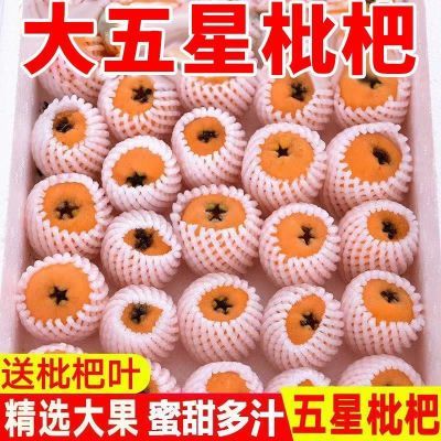 四川米易枇杷应季新鲜水果大五星枇杷果现摘攀枝花高山琵琶甜枇杷