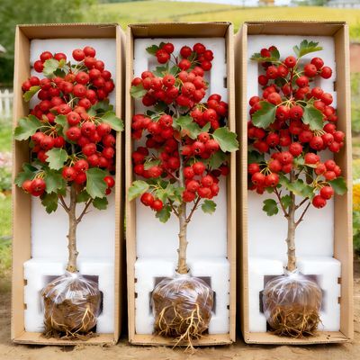 正宗大金星山楂树苗甜红子盆栽当年结果庭院南北方耐寒山楂树山楂