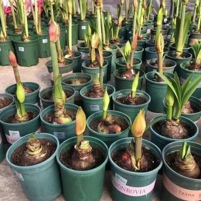 【常年开花】朱-顶-红当年开花重瓣耐寒盆栽室内阳台四季开花