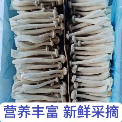 新鲜鹿茸菇超级实惠装工厂现采直发新鲜当日极速发货到家一整箱