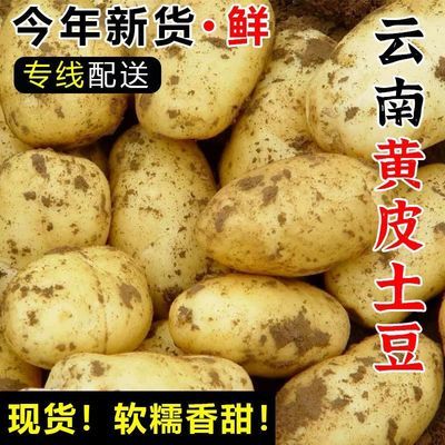 9斤云南黄皮土豆高山黄心土豆新鲜洋芋马铃薯当季农家蔬菜批发