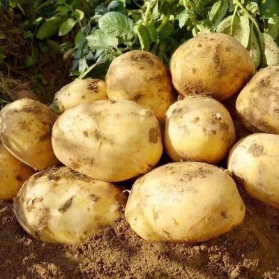 新鲜现挖马铃薯营养丰富黄心土豆日常厨房炒菜炖肉实惠装