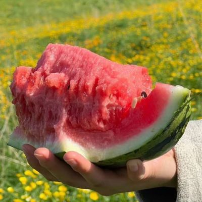 正宗麒麟西瓜薄皮超甜当季现应季冰糖8424新鲜水果