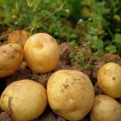 现挖当季黄心土豆蔬菜饱满肉质细腻炖汤炒菜农家整箱包邮
