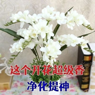 【十里飘香】懒人新品清香玉球根兰花盆栽花卉大全耐寒四季开花