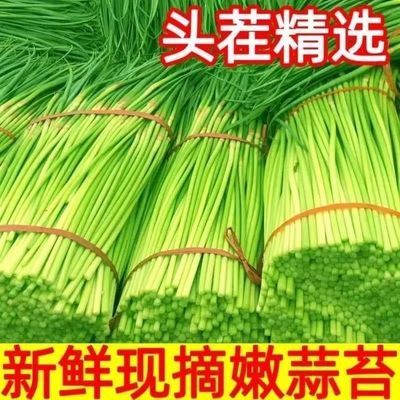 【农家自种】河南新鲜蒜苔批发红帽蒜苔现选现发农家自产新鲜脆甜