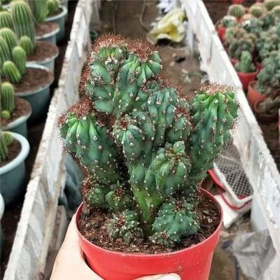 虎头山多肉仙人掌盆栽绿植家居装室内饰罗汉山影防辐射优惠商品图片
