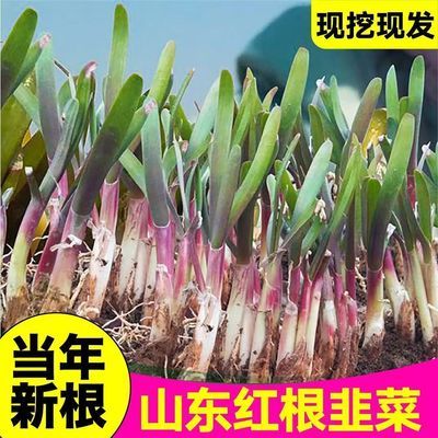 正宗头茬新根现挖先发红根宽叶韭菜苗盆栽地栽好养紫根头茬韭菜苗