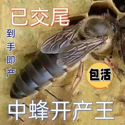 四川蜂王种王四川省阿坝开产王湖南交尾蜜蜂王特大号中蜂产卵王纯