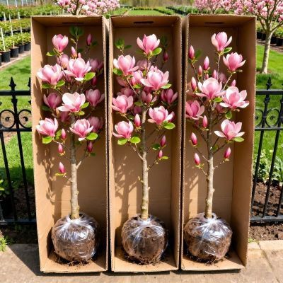 正宗玉兰花树苗好养盆栽耐寒植物正品开花四季庭院花卉风景树花苞