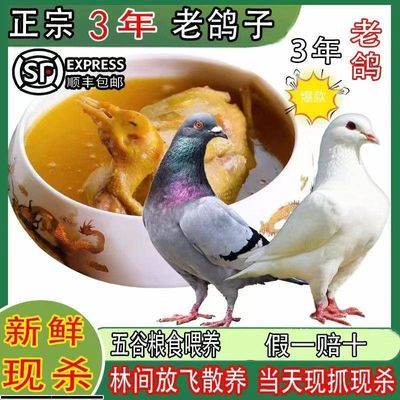 现抓现杀散养清真散养三年老鸽乳鸽信鸽土鸽肉鸽生鲜半煲汤半成品