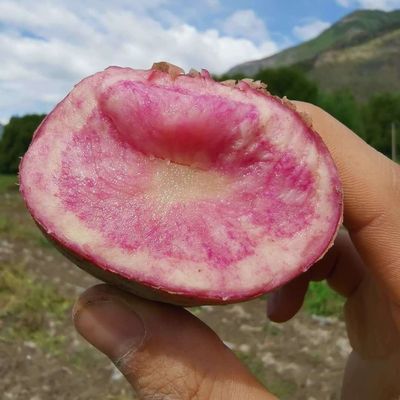 云南七彩土豆土特产彩虹非转基因新春季红皮紫色红心马铃薯优惠商品图片