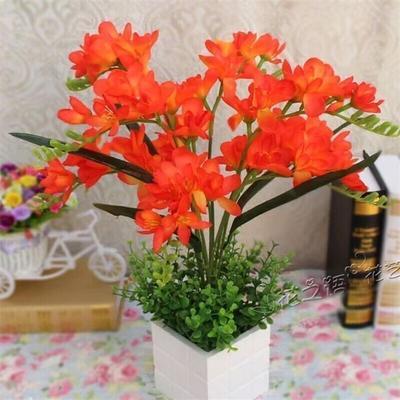 【十里飘香】懒人新品清香玉球根兰花盆栽花卉大全耐寒四季开花