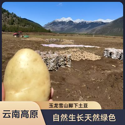 【雪山土豆】云南黄皮土豆1批发新鲜蔬菜现挖马铃薯洋芋3/5斤
