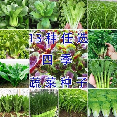 13种蔬菜种子套餐四季菜种子阳台盆栽绿植庭院易种春秋季蔬菜种子