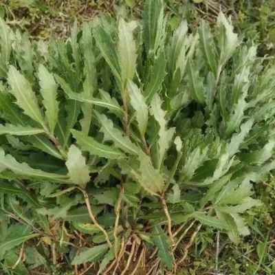 刺儿菜新鲜农家小莉七七芽野生天然当季刺菜(现挖现发)