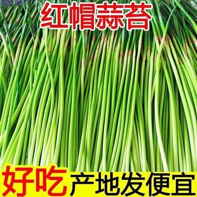 【新鲜2026】河南新鲜蒜苔批发红帽蒜苔现摘现发农家自产新鲜脆甜