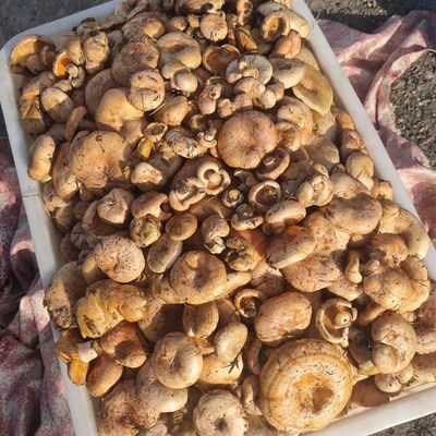 野生寒菌三九菌菇罐装采摘新鲜寒菌挑选罐装罐头