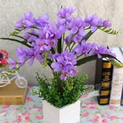 【四季开花】耐热耐寒好养兰花四季开花客厅盆栽花卉室内绿值