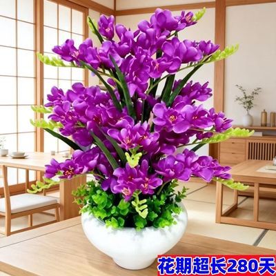 【十里飘香】懒人新品清香玉球根兰花盆栽花卉大全耐寒热四季开花