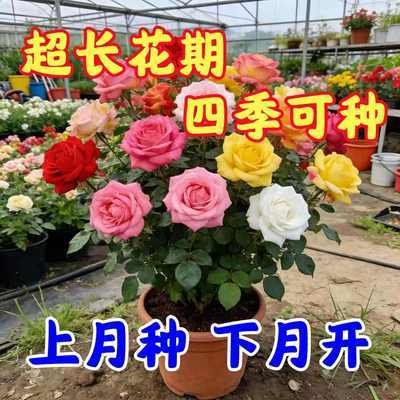 【香水玫瑰】新品爆款玫瑰老桩花卉根树苗盆栽大花绿植植物老桩苗