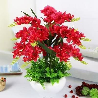 【爆款新品】新品盆栽花卉十里飘香懒人清香玉球根耐寒四季开花