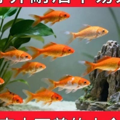 观赏鱼懒人金鱼鱼苗活鱼好养冷水淡水批发耐活锦鲤小型饲料草金鱼