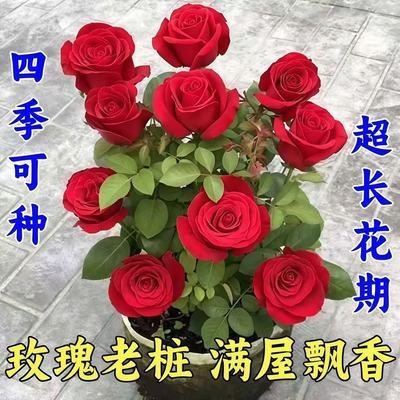 【香水玫瑰】新品爆款玫瑰老桩花卉根树苗盆栽大花绿植植物老桩苗