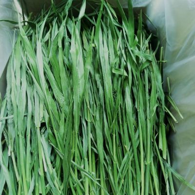 2026特级烘干小麦草兔子干草荷兰猪龙猫饲料食用小宠物新牧草