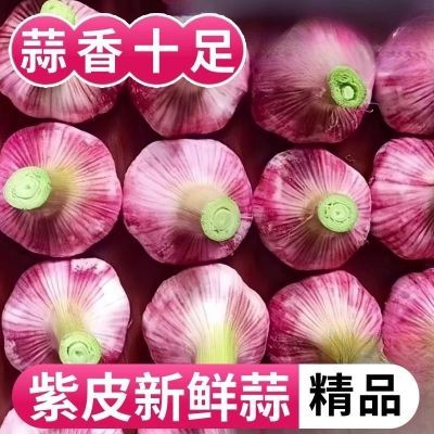 云南紫皮新鲜大蒜头批发价红皮糖醋蒜新大蒜2026新蒜现挖湿蒜泡蒜