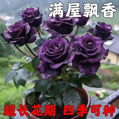 朱丽叶玫瑰】新品爆款玫瑰老桩花卉根树苗盆栽大花绿植植物老桩苗