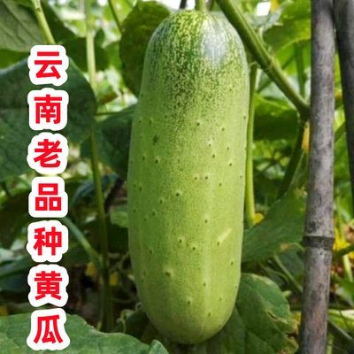 云南老品种大黄瓜民族山地旱黄瓜水果黄瓜新鲜现摘生吃蔬菜老青瓜优惠商品图片