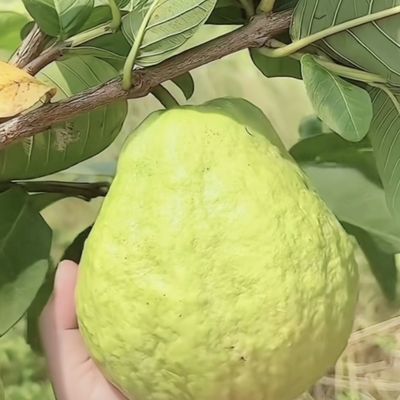 广东珍珠芭乐番石榴白心脆甜当季现摘正宗孕妇应季水果批发整箱