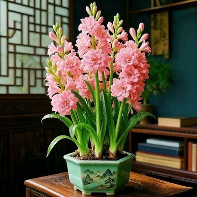 【现挖】多芽头带芽重瓣晚香玉根茎盆栽浓香阳台庭院室外耐旱植物