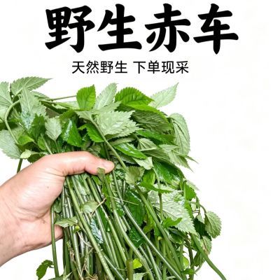 新鲜赤车野生深山下单现采野生全草带根冷链运输新鲜冷坑青岩下青【7天内发货】优惠商品图片