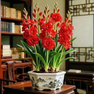 【现挖】多芽头带芽重瓣晚香玉根茎盆栽浓香阳台庭院室外耐旱植物