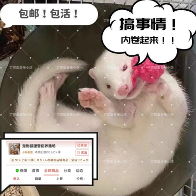 宠物活物抓鱼安德鲁雪貂水貂花貂貂小宠物活物网红好养懒人宠物