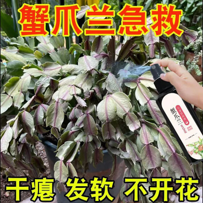 薰衣草香水洗衣皂持久留香内衣皂蟹爪兰干瘪软烂催花专用营养液